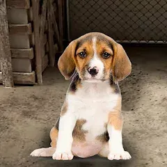 Взлом My Pet Animal Shelter World  [МОД Бесконечные деньги] - полная версия apk на Андроид