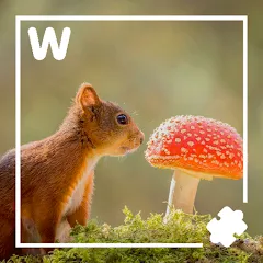 Взломанная 7000 words (семь тысяч)  [МОД Menu] - полная версия apk на Андроид